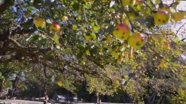 Meyve bahçesindeki bir elma ağacından düşen olgun elmalar.