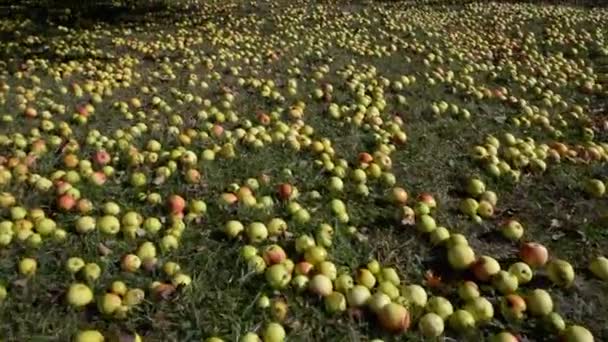 Çimlerin Üzerindeki Elma Ağacından Düşen Olgun Elmaların Üzerinde Kamera Hareketi — Stok video