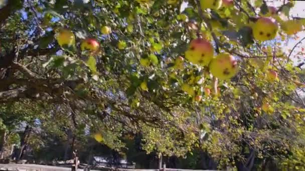 과수원에서 잔디에 나무에서 떨어진 — 비디오