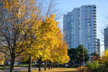 Toronto, Kanada 'da sonbahar yaprağı renginde bir daire