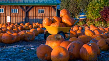 Bir tarım pazarında sergilenen balkabakları, Orangeville, Ontario, Kanada.