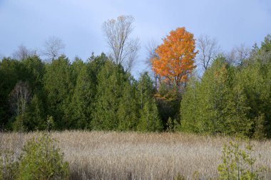 Ormanda tek bir akçaağaç