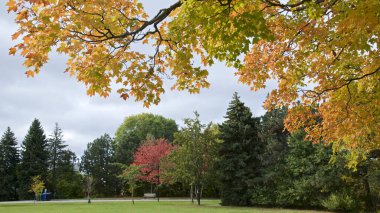 Kamu parkında sonbahar yaprağı rengi