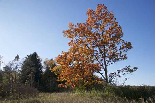 Açık mavi gökyüzü olan bir parkta tek bir akçaağaç.
