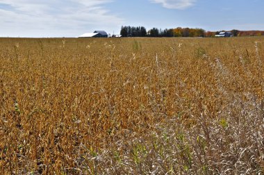 Arka planda bir ahır olan soya fasulyesi tarlası manzarası