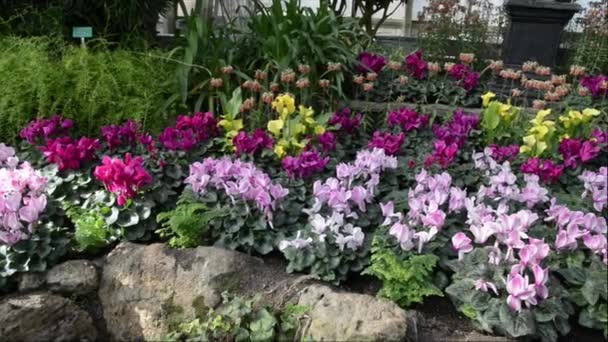 Φυτά Και Λουλούδια Ανθίζουν Μέσα Ένα Ωδείο — Αρχείο Βίντεο