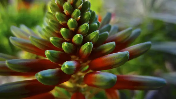 Close-up of the flower buds inside a conservatory.