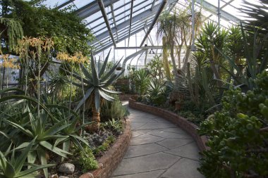 Konservatuarın içindeki tropikal bitkiler