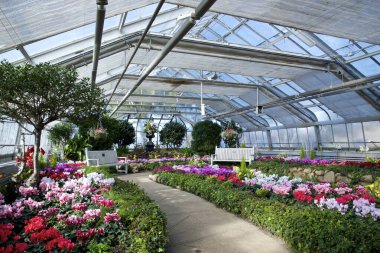 Toronto, Ontario, Kanada 'daki konservatuarda bahar çiçekleri açıyor