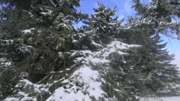 Parkın Ortasında Karla Kaplı Bir Çam Ağacı Parkta Derin Bir — Stok video