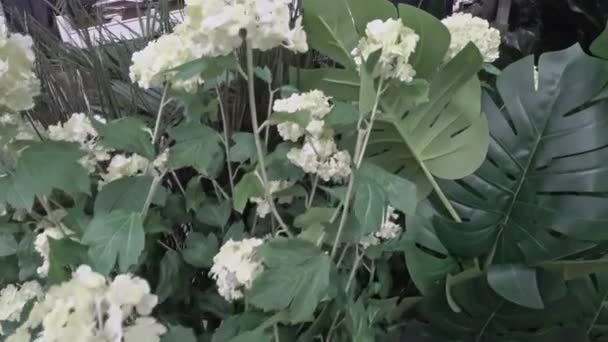 Planten Met Bloemen Koop Meubelwinkel — Stockvideo