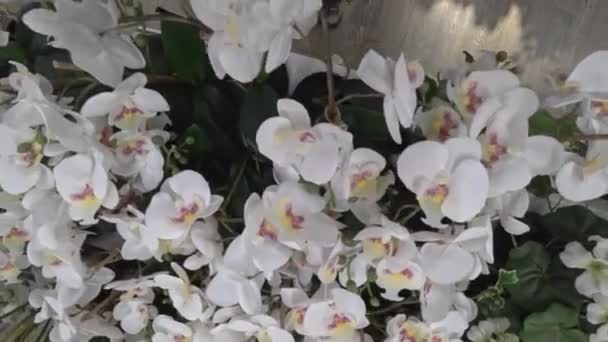 Bunga Anggrek Dijual Toko — Stok Video