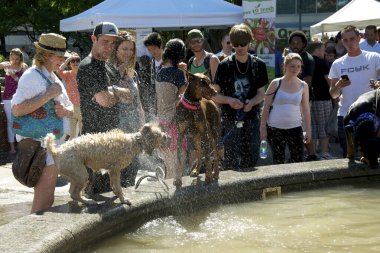 Toronto, Ontario, Kanada - 06 / 09 / 2013: Köpek çeşmeye atladıktan sonra su sıçratıyor 