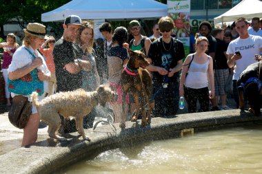 Toronto, Ontario, Kanada - 06 / 09 / 2013: Köpek çeşmeye atladıktan sonra su sıçratıyor 