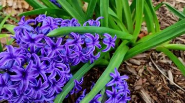 Baharda açan sümbüller Bahçenin çiçek arka planı.