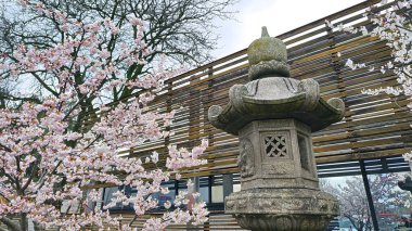 Japon bahçesinde Japon taş feneriyle kiraz çiçeği.