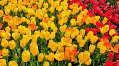 Halk parkında sarı ve kırmızı laleler