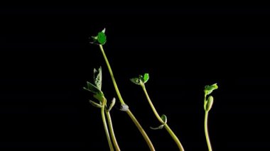 Siyah arkaplanda tohum filizlenmesi, zaman aşımı