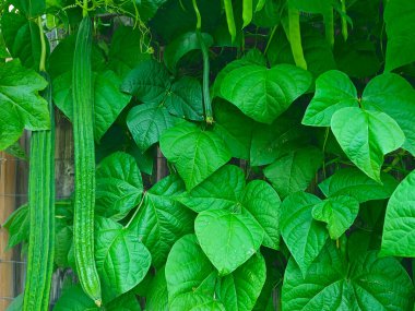 Organik yeşil fasulye ve Çin luffa su kabakları şehir bahçe projesinin bir parçası olan kümes teli örgüsüne tırmanıyorlar..