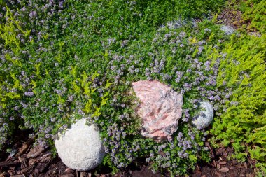 Bahçedeki toprak örtülü bitkilerin çiçeklerinin manzarası