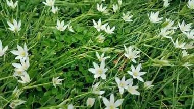 Kanayan bir kalbi olan kır çiçekleri..