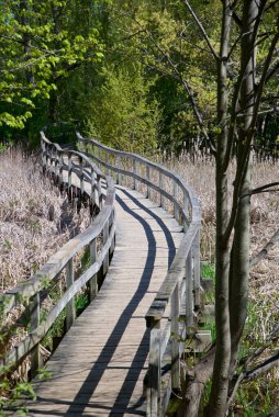 Yaz ormanı boyunca yol doğal yol konsepti, orman doğa sahasına giden yol, ekolojik çevreyle rahatlama.