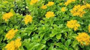 Sarı çiçeklerle kaplı zemin görüntüsü