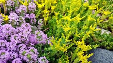 Canlı renkli zemin örtüsü bahçesi