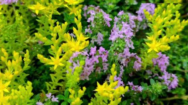 Güneş ışığında çeşitli bitkilerle dolu canlı bir zemin bahçesi.