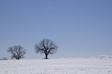 Akçaağaç ağaçlarının silueti karla kaplı tepede izole edilmiş, arka plan kadar mükemmel.