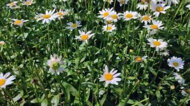 Papatya çiçekleriyle çiçek açan yaz otlağının güzelliği. Kameralar yoğun yeşil çimenlikteki beyaz yemyeşil papatyalar arasında hareket eder.
