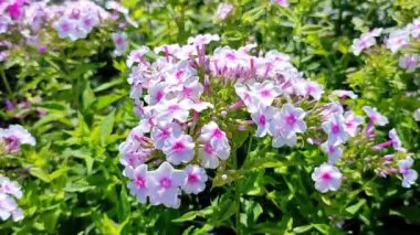 Kamu parkında yıllık melez fenomen çiçekleri açıyor