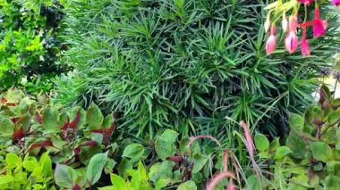 Yazın konservatuarın içinde çok renkli bitkiler var. 