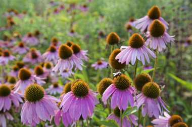Yazın halk parkında koni çiçekleri