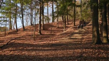  Sonbaharda merceklerle ormanda yürüyüş yapan aile.