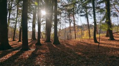 Sonbahar yaprağı renginde bir köpek ormanda koşuyor..