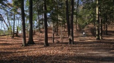 Sonbahar yaprağı renginde ormanda koşan bir adam.