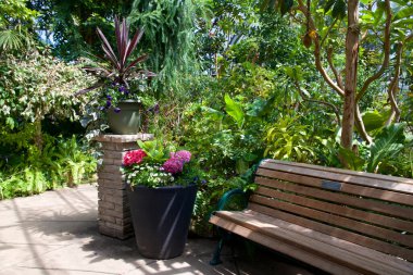 Çiçekler ve bitkiler, Toronto, Ontario, Kanada 'daki ahşap bir park bankının bulunduğu bir konservatuarda çiçek açarlar.