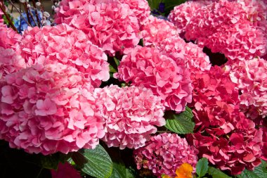 Bir konservatuarın içindeki pembe sardunya çiçeklerinin yakın çekimi.