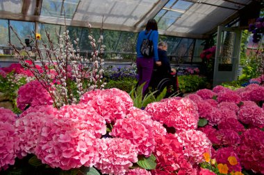 Bir konservatuarın içindeki tekerlekli sandalyede oturan ve ön planda pembe sardunya bulunan bir ihtiyarın arka görüntüsü.
