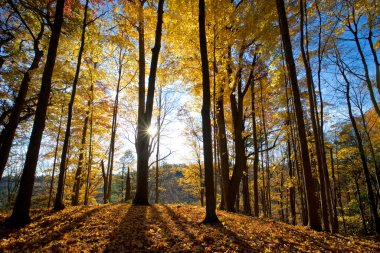 Ormanda sonbahar yaprağı rengi mercek alevi ile