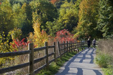 Two women walking the dog in the park with autumn leaf colour. clipart