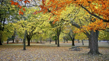 Sonbahar yaprağı renginde park. Kamu parkında sonbahar yaprağı rengi