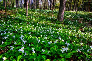 İlkbaharın başlarında orman zemininden beyaz trilyumlar yükseliyor.