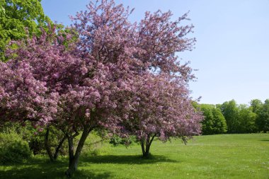 İlkbaharda tam çiçek açan elma ağaçları