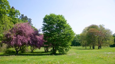 İlkbaharda yeni yetişen akçaağaç ve elma ağaçlarıyla halk parkı manzarası