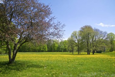 Sarı karahindiba ile yeşil çimen.