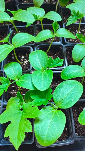 Plastik tohum kutusuna tohum ekin. Tepside büyüyen tohumların yüksek açılı görüntüsü.  