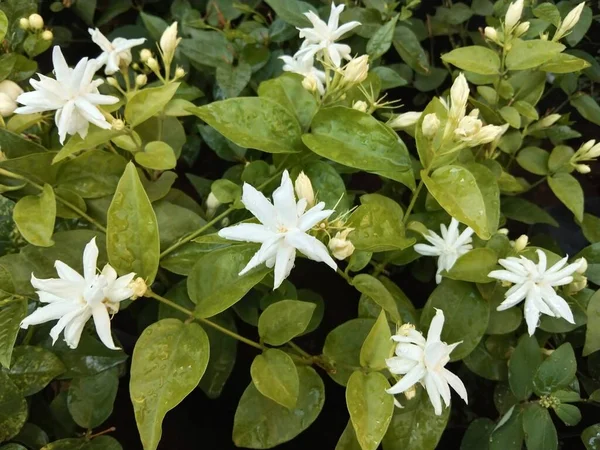 closeup view of star jasmine plant for multipurpose use of projects
