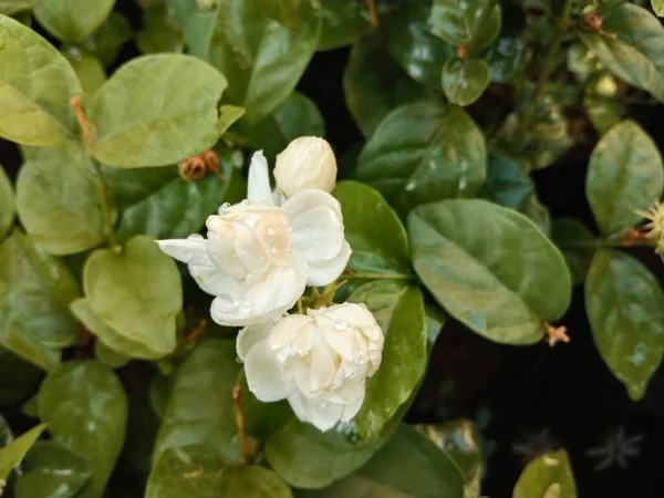 closeup view of arabian jasmine plant for multipurpose use of projects